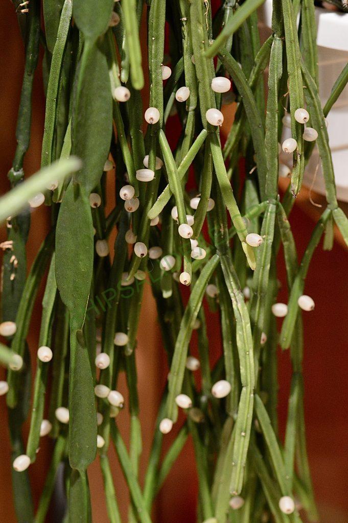 Rhipsalis micrantha f. kirbergii