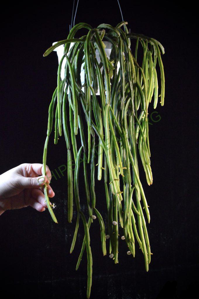 Rhipsalis micrantha f. kirbergii