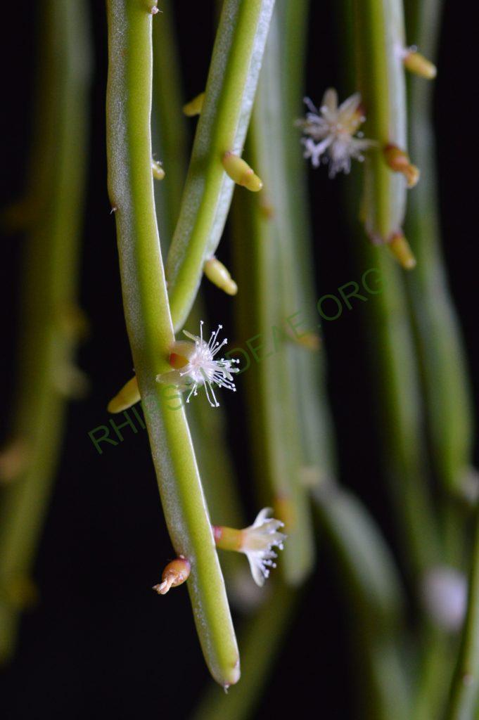 Rhipsalis micrantha f. kirbergii