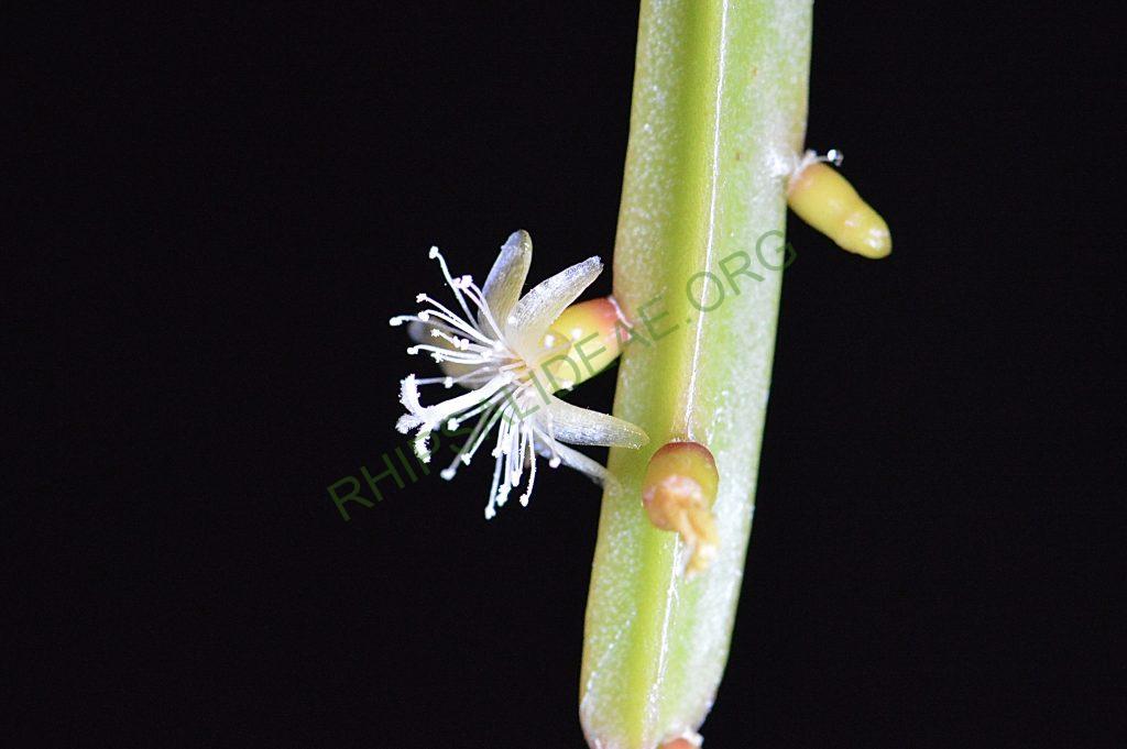 Rhipsalis micrantha f. kirbergii