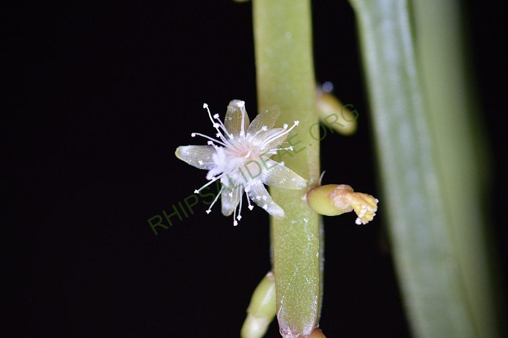 Rhipsalis micrantha f. kirbergii