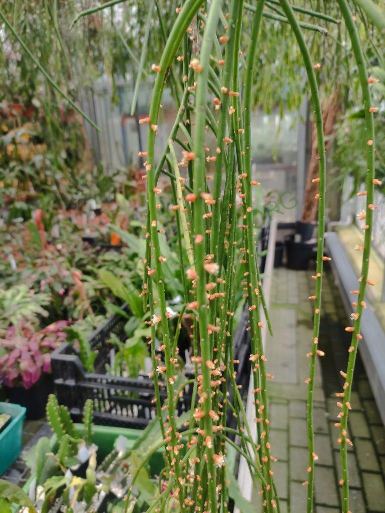 Rhipsalis lindbergiana, AJ 110