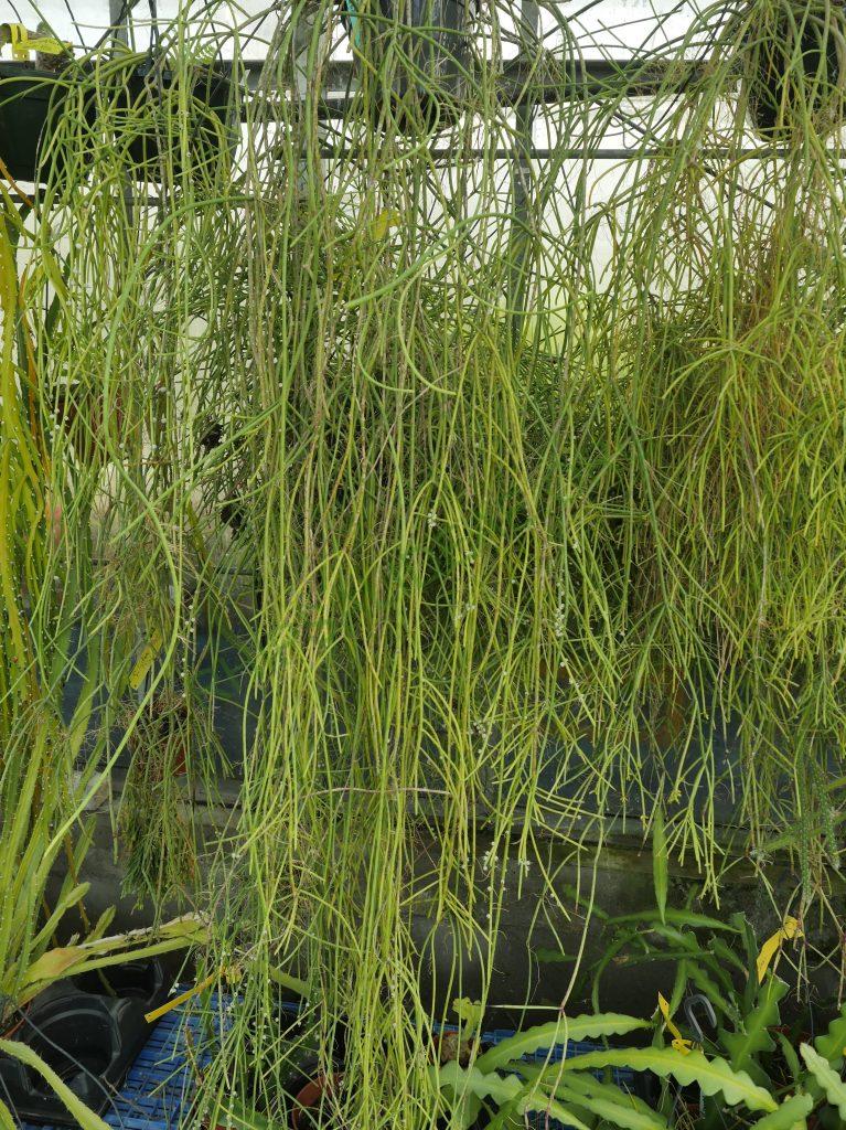 Rhipsalis lindbergiana, AH 798, Itatiaia, Rio de Janeiro, Brazil