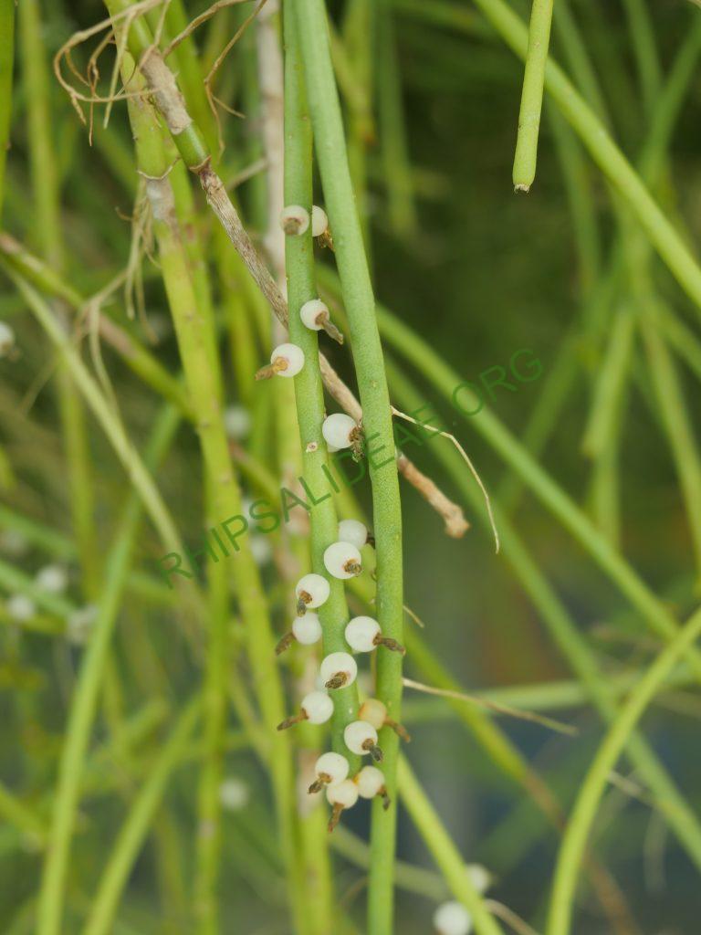 Rhipsalis lindbergiana, AH 798, Itatiaia, Rio de Janeiro, Brazil