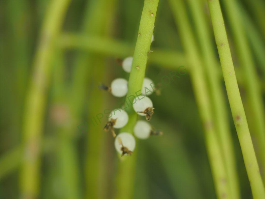Rhipsalis lindbergiana, AH 798, Itatiaia, Rio de Janeiro, Brazil