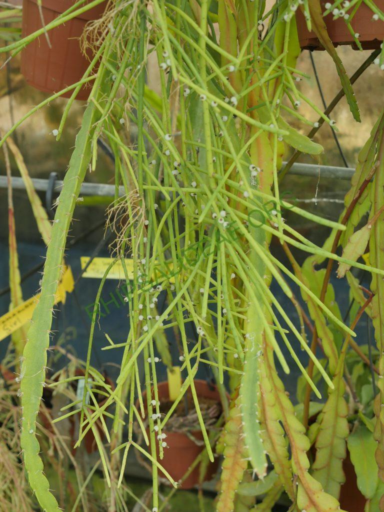 Rhipsalis lindbergiana, AH 802, São José do Barreiro, São Paulo, Brazil
