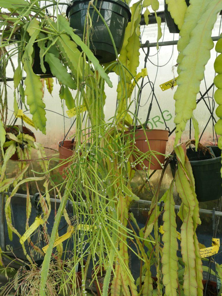 Rhipsalis lindbergiana, AH 802, São José do Barreiro, São Paulo, Brazil