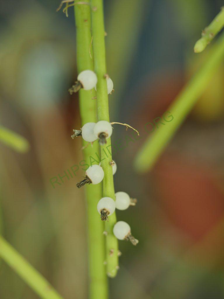 Rhipsalis lindbergiana, AH 802, São José do Barreiro, São Paulo, Brazil