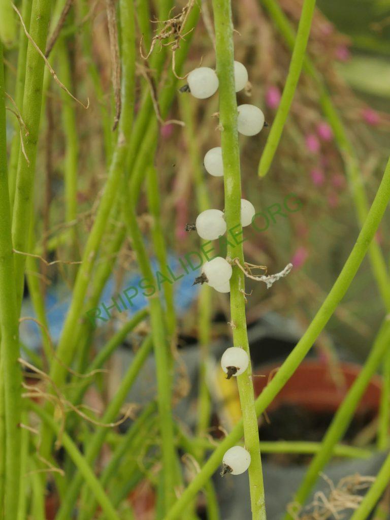 Rhipsalis lindbergiana, AH 802, São José do Barreiro, São Paulo, Brazil