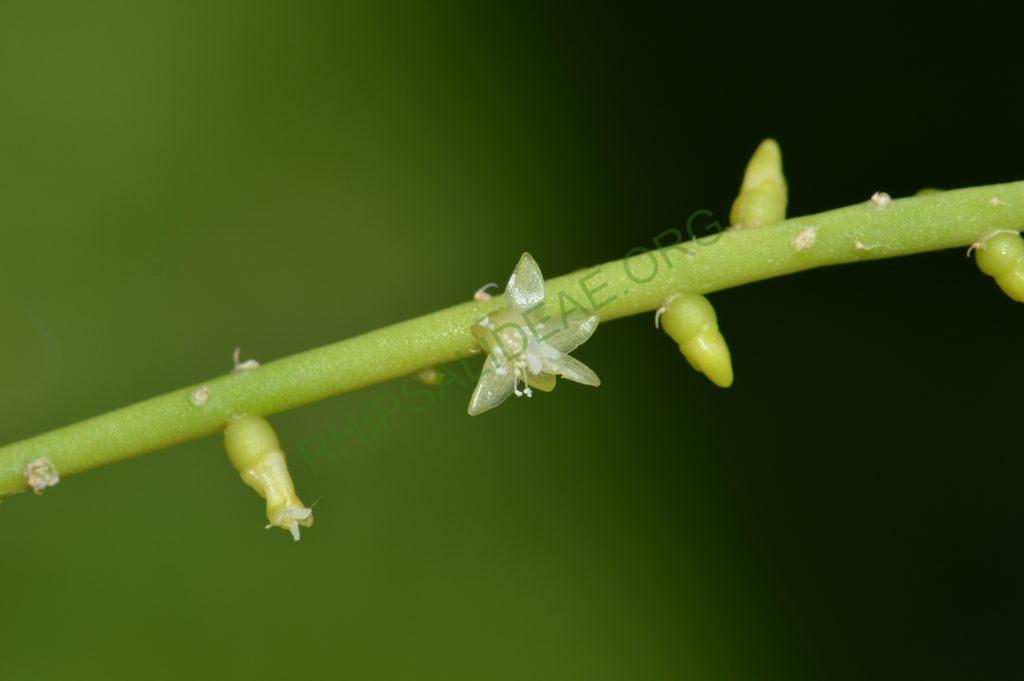 Rhipsalis lindbergiana, AH 802, São José do Barreiro, São Paulo, Brazil