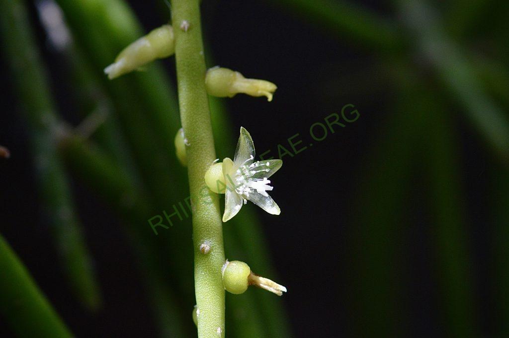 Rhipsalis lindbergiana, AH 802, São José do Barreiro, São Paulo, Brazil