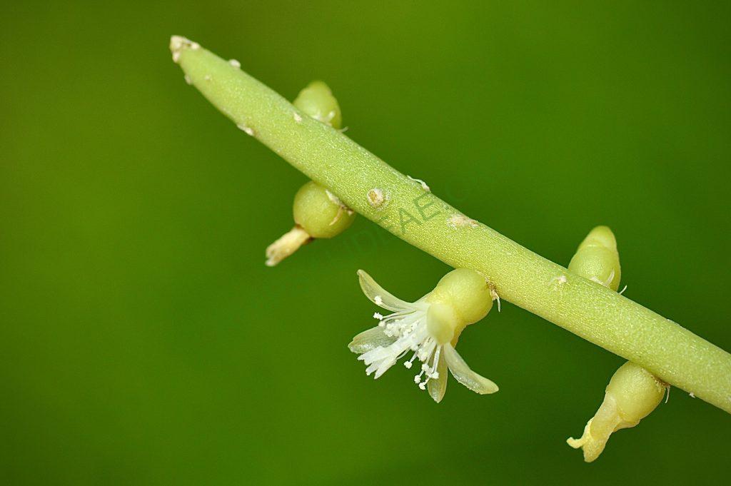 Rhipsalis lindbergiana, AH 802, São José do Barreiro, São Paulo, Brazil