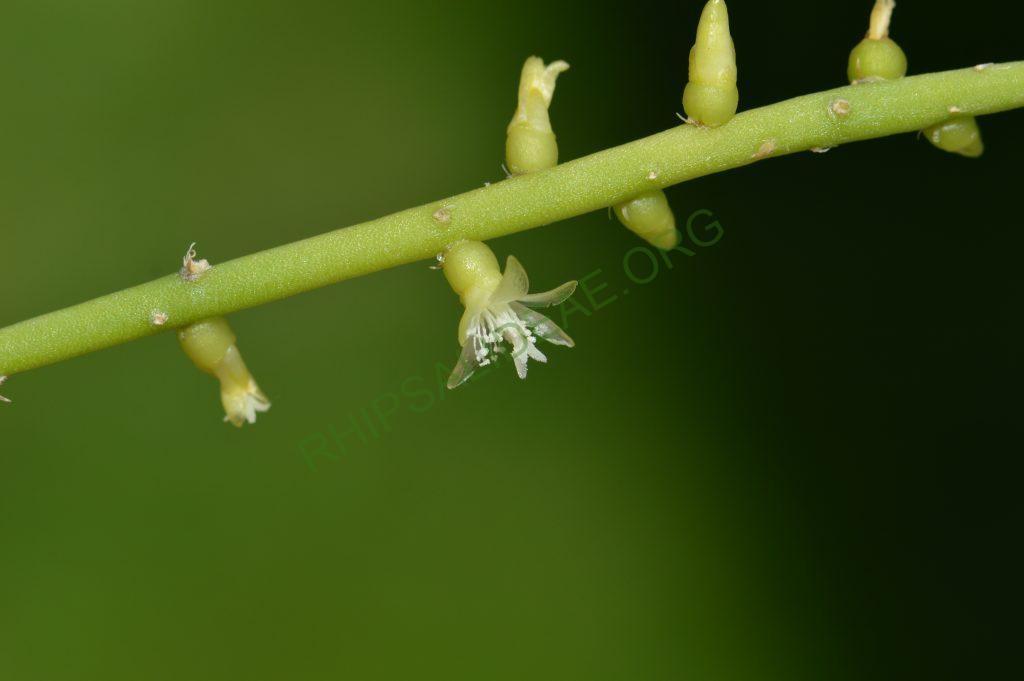 Rhipsalis lindbergiana, AH 802, São José do Barreiro, São Paulo, Brazil