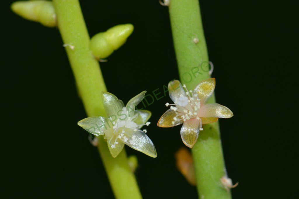 Rhipsalis lindbergiana, AH 802 and unknown clone