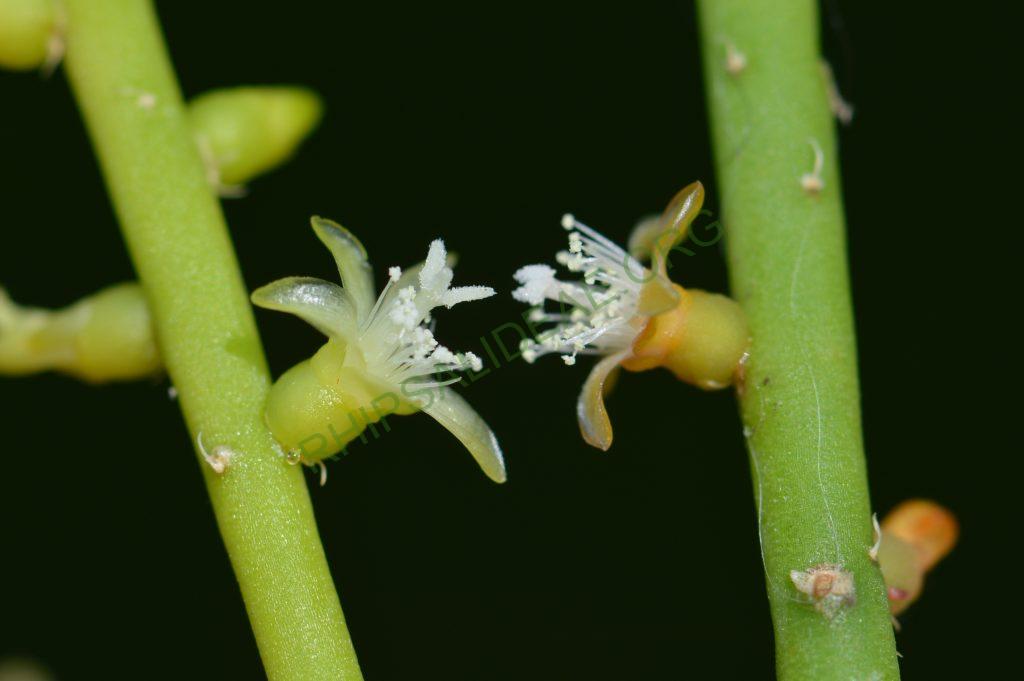 Rhipsalis lindbergiana, AH 802 and unknown clone