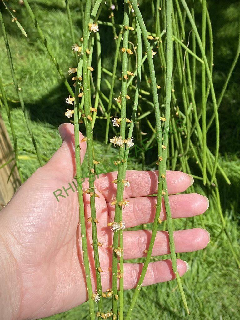 Rhipsalis lindbergiana