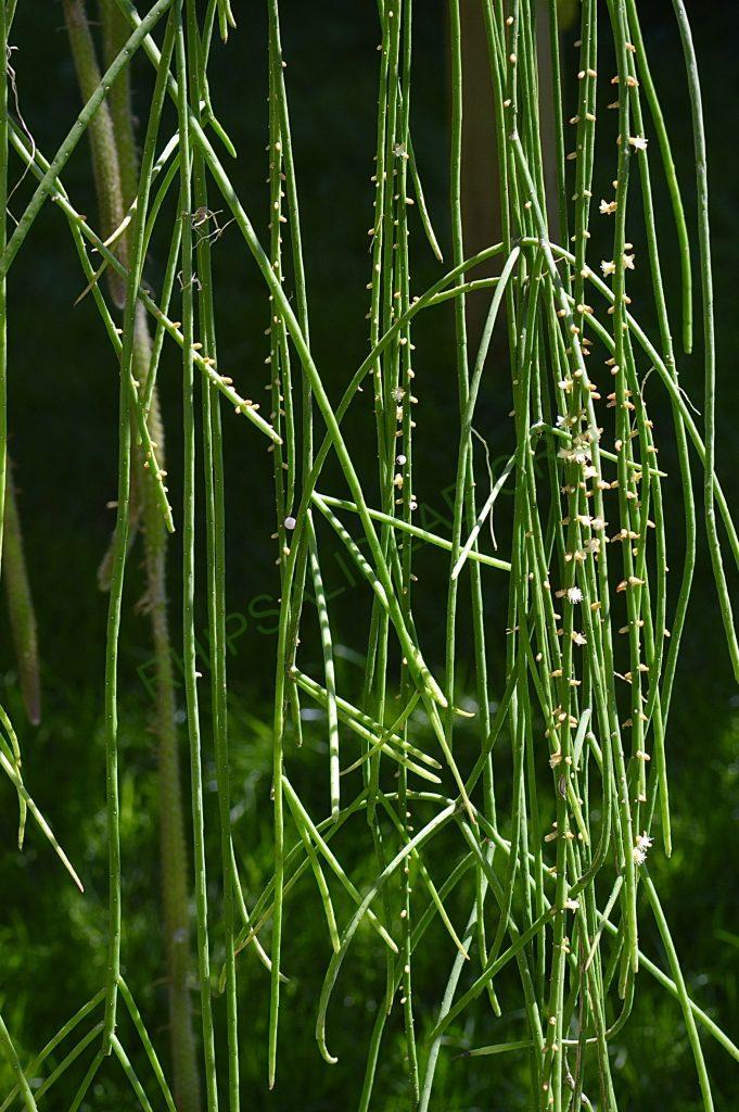 Rhipsalis lindbergiana