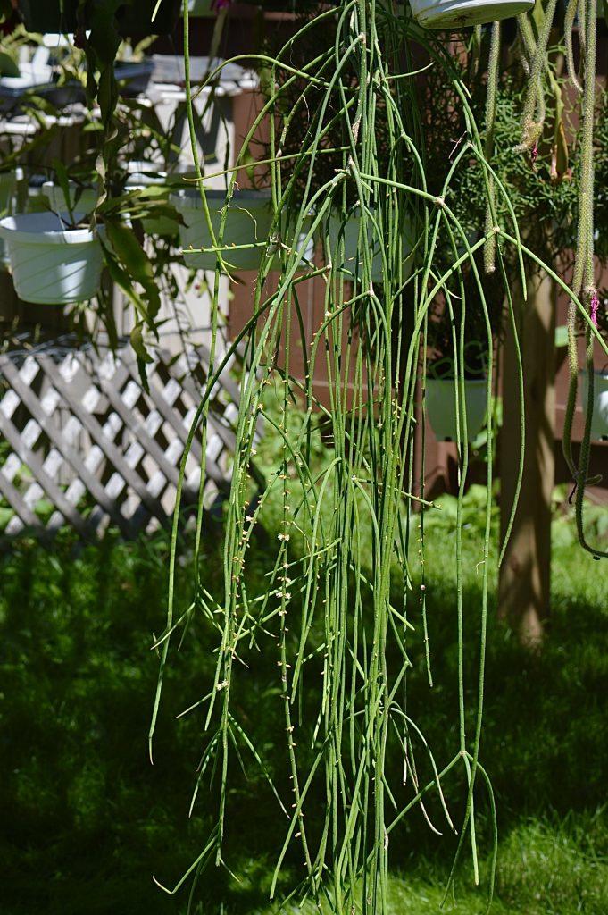 Rhipsalis lindbergiana