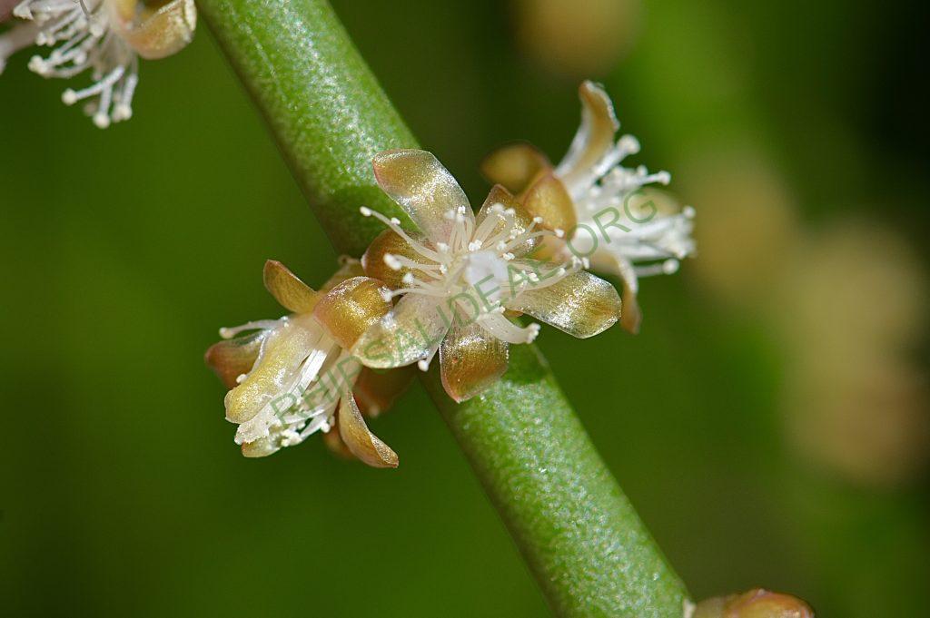 Rhipsalis lindbergiana
