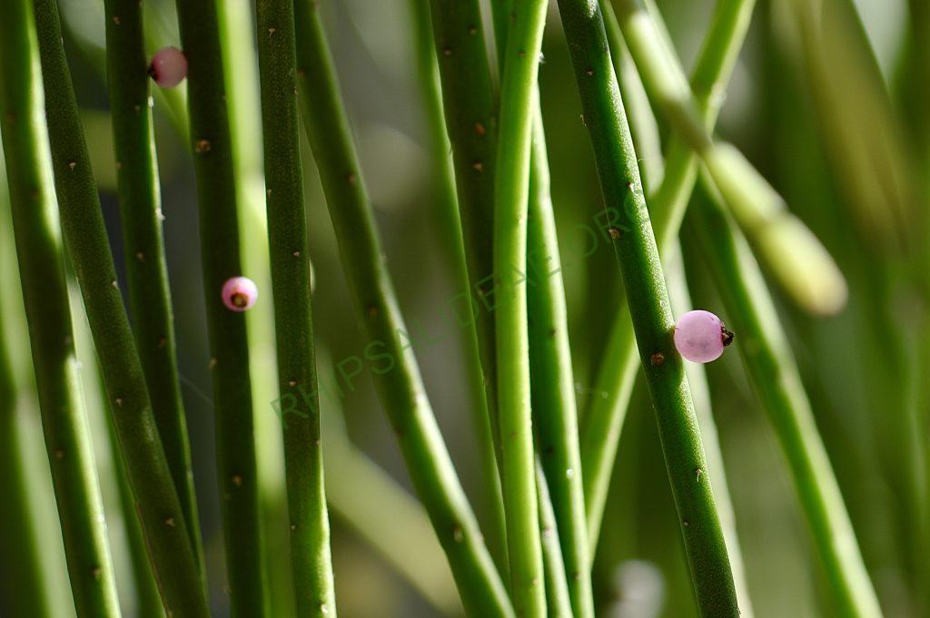 Rhipsalis lindbergiana