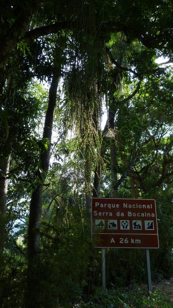 Rhipsalis lindbergiana, on the way to Serra da Bocaina, border between Rio de Janeiro and São Paulo