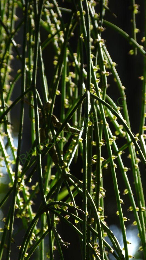 Rhipsalis lindbergiana, on the way to Serra da Bocaina, border between Rio de Janeiro and São Paulo
