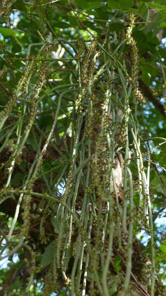 Rhipsalis lindbergiana, on the way to Serra da Bocaina, border between Rio de Janeiro and São Paulo