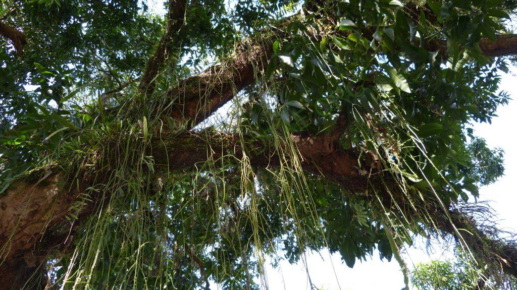 Rhipsalis lindbergiana, on the way to Serra da Bocaina, border between Rio de Janeiro and São Paulo
