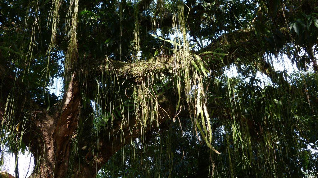 Rhipsalis lindbergiana, on the way to Serra da Bocaina, border between Rio de Janeiro and São Paulo