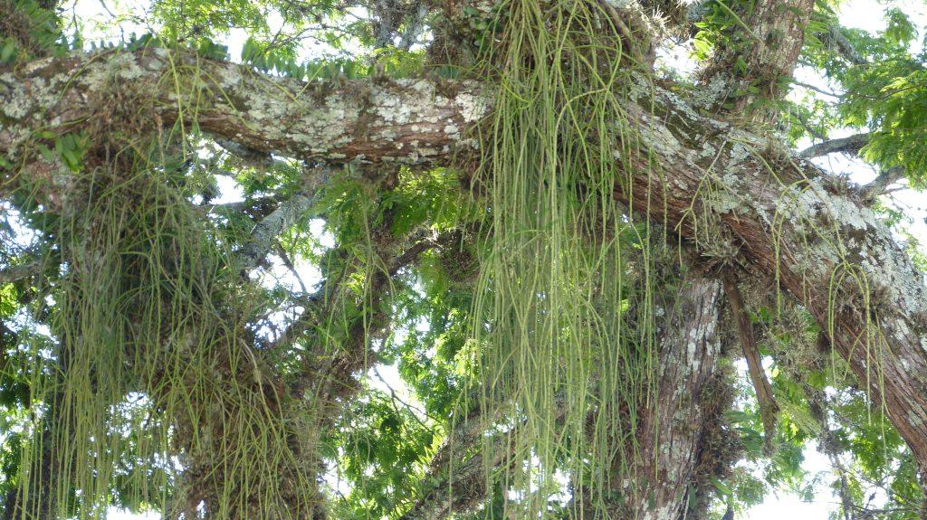 Rhipsalis lindbergiana, São José do Barreiro, São Paulo, Brazil