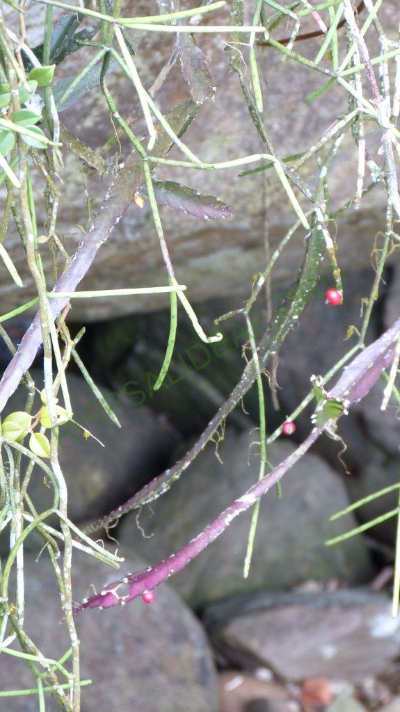 Rhipsalis neves-armondii f. neves-armondii, Teresópolis, Rio de Janeiro, Brazil