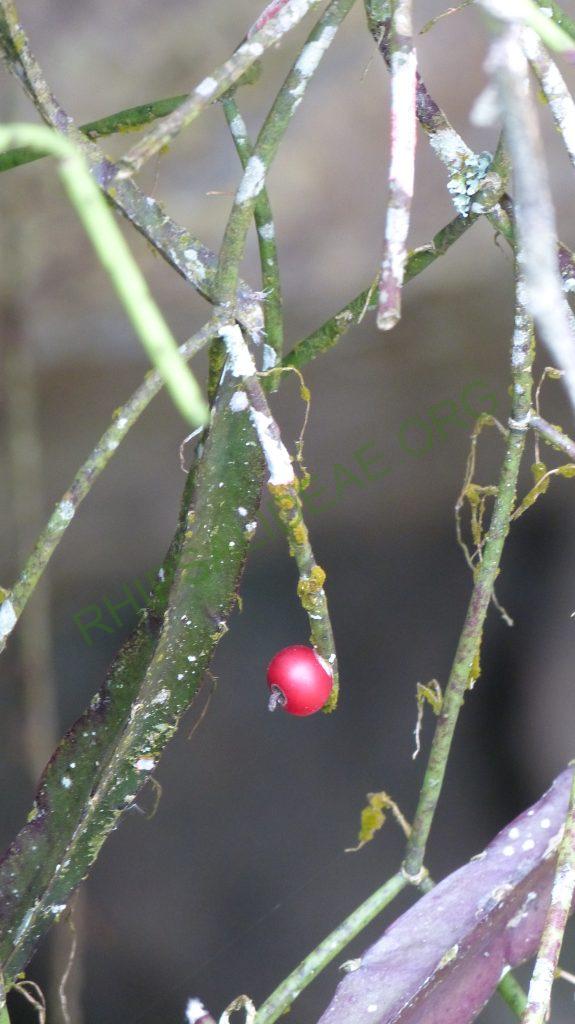 Rhipsalis neves-armondii f. neves-armondii, Teresópolis, Rio de Janeiro, Brazil
