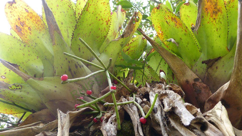 Rhipsalis neves-armondii f. neves-armondii, Teresópolis, Rio de Janeiro, Brazil