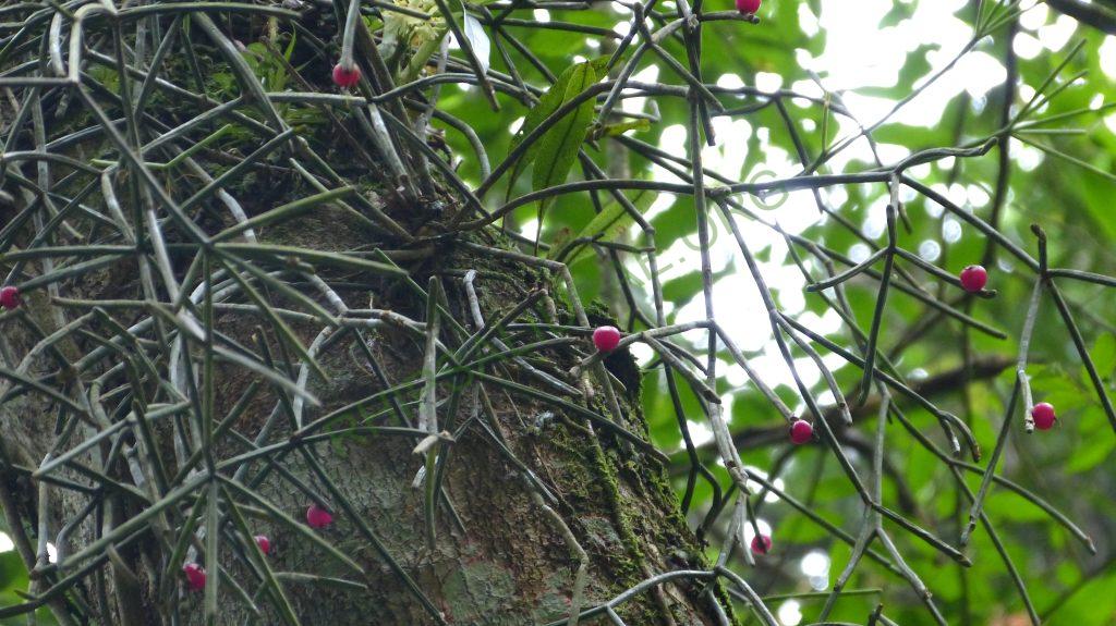 Rhipsalis neves-armondii f. neves-armondii, Teresópolis, Rio de Janeiro, Brazil