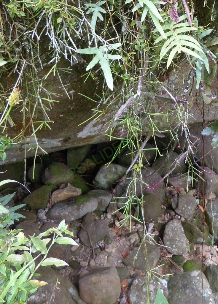 Rhipsalis neves-armondii f. neves-armondii, Teresópolis, Rio de Janeiro, Brazil