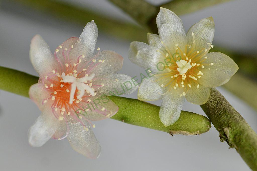 Rhipsalis neves-armondii f. neves-armondii