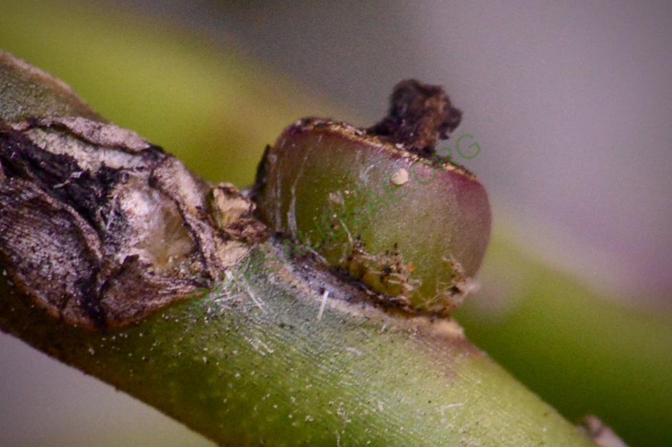 Rhipsalis neves-armondii forma neves-armondii