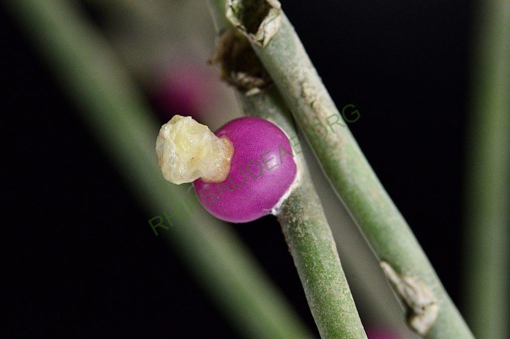 Rhipsalis neves-armondii forma neves-armondii