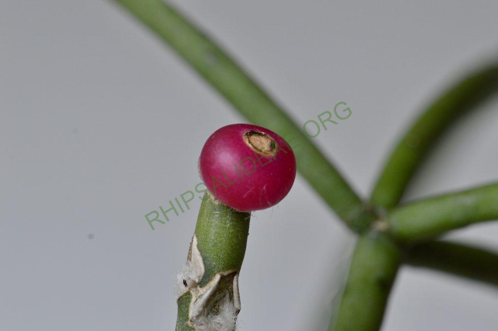 Rhipsalis neves-armondii forma neves-armondii