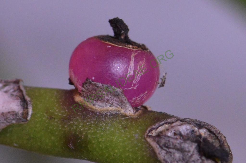 Rhipsalis neves-armondii forma neves-armondii