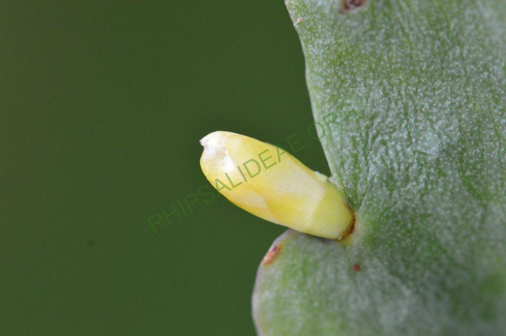 Rhipsalis oblonga, Bonn 5918, Ilha de Sao Sebastiao, São Paulo, Brazil