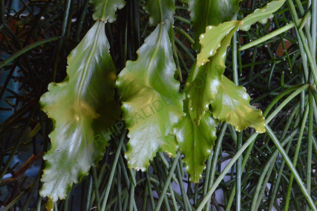 Rhipsalis oblonga, Bonn 5918, Ilha de Sao Sebastiao, São Paulo, Brazil