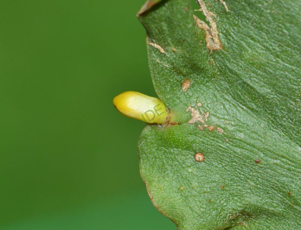 Rhipsalis oblonga, Bonn 5918, Ilha de Sao Sebastiao, São Paulo, Brazil