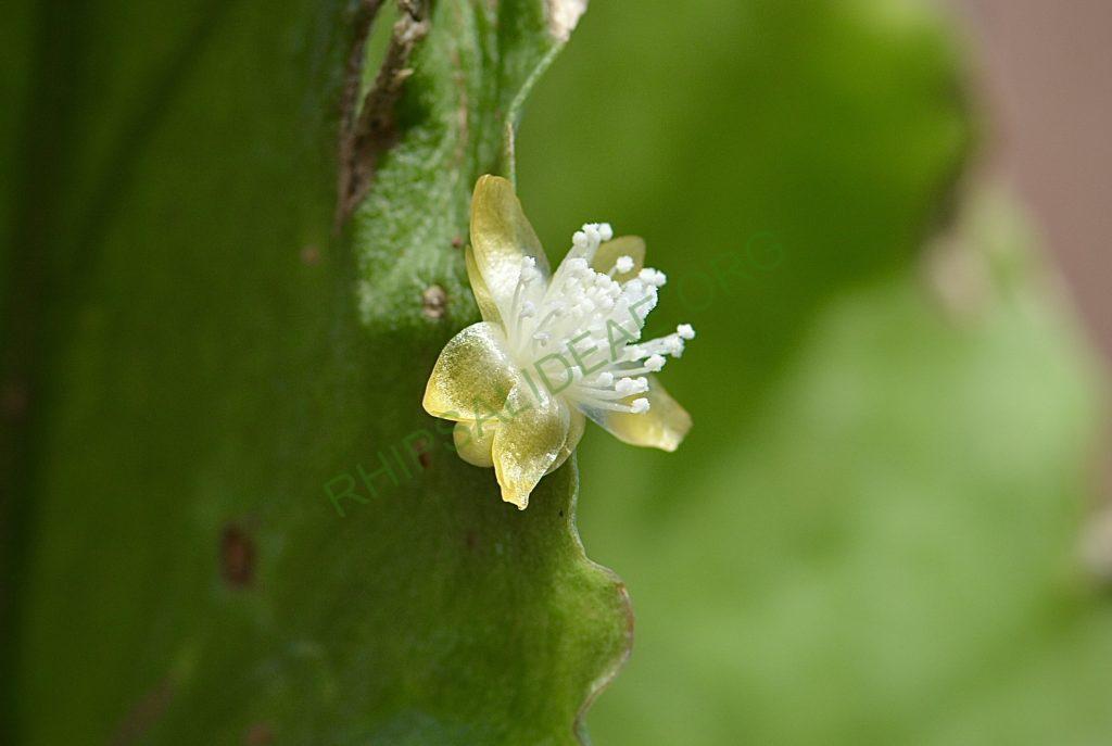 Rhipsalis oblonga, Bonn 5918, Ilha de Sao Sebastiao, São Paulo, Brazil
