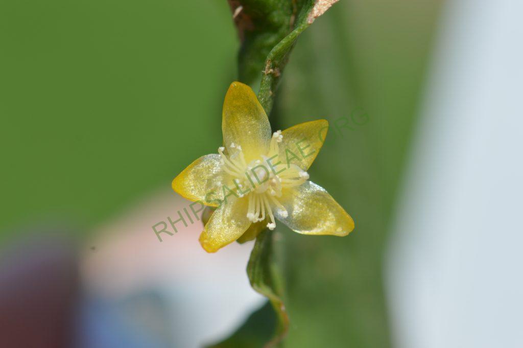 Rhipsalis oblonga, Bonn 5918, Ilha de Sao Sebastiao, São Paulo, Brazil