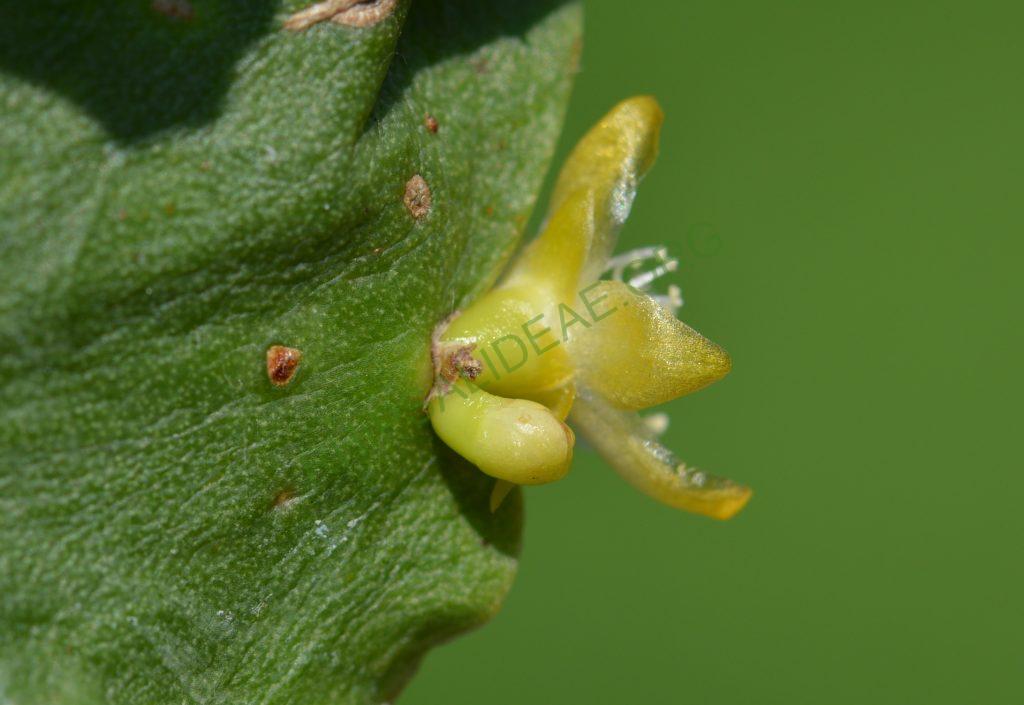 Rhipsalis oblonga, Bonn 5918, Ilha de Sao Sebastiao, São Paulo, Brazil