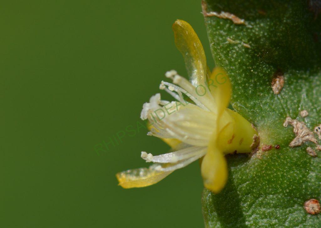 Rhipsalis oblonga, Bonn 5918, Ilha de Sao Sebastiao, São Paulo, Brazil