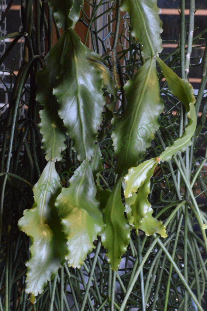 Rhipsalis oblonga, Bonn 5918, Ilha de Sao Sebastiao, São Paulo, Brazil