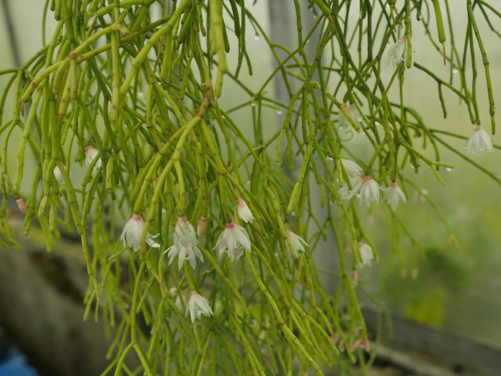Rhipsalis ormindoi, Pico da Caledônia, Rio de Janeiro, Brazil