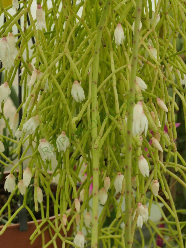 Rhipsalis ormindoi, Pico da Caledônia, Rio de Janeiro, Brazil